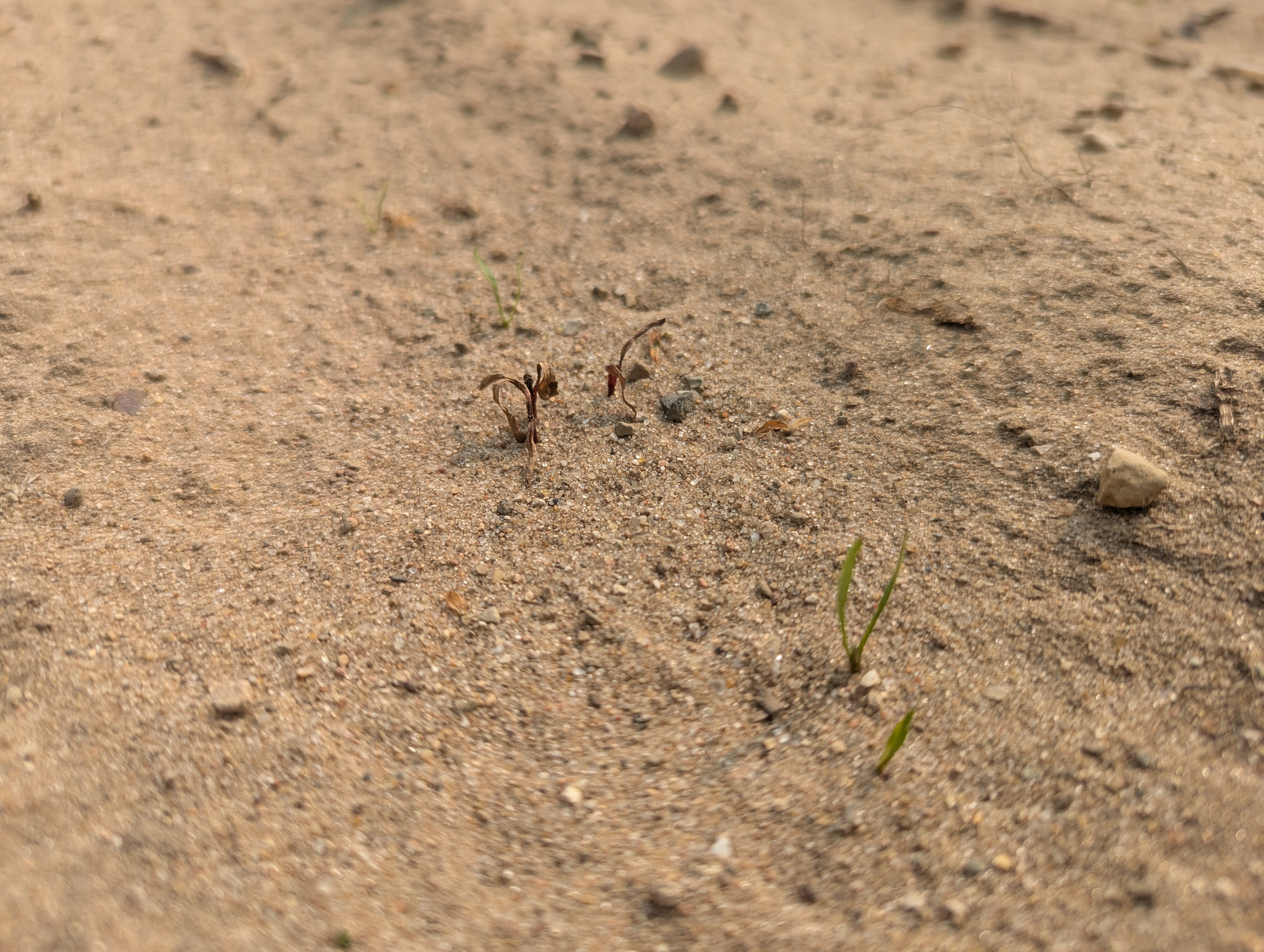 Tiny beets emerging from the ground.